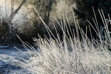 Frozen grass a sunny cold day. Beautiful winter landscape.