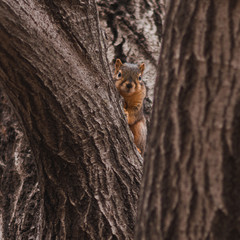 squirrel hiding in tree
