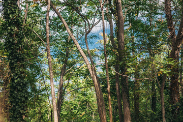 Vegetation of Provence in the Luberon - Roussillon