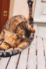 Beautiful graceful cat licks its wool