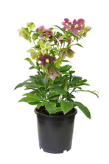 Helleborus Orientalis