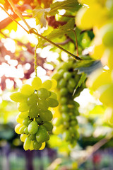 vine grapes at harvest