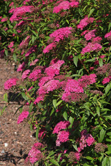 Spiraea anthony waterer