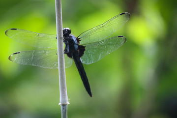 dragonfly in nature
