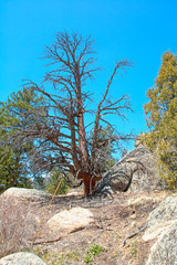Dead Tree