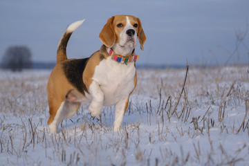 portrait of a Beagle dog on a walk on a Sunny winter day