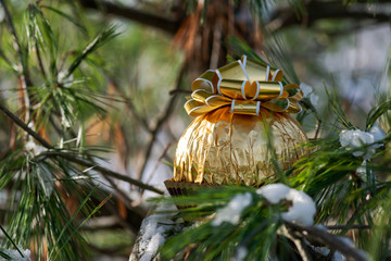 Winter holiday decoration concept: Italian chocolate ball wrapped in metallic gold foil and topped with golden ribbons, bows and frozen snow covered pine tree.