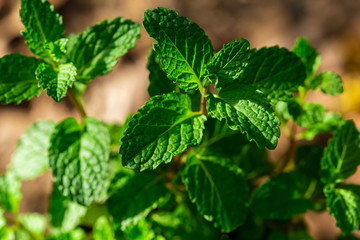 Fresh peppermint trees in organig garden.