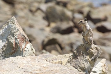 California Ground Squirrel Alert and on Guard in the Rocks