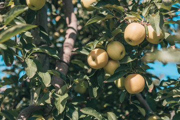 Autumn in Provence - a rich harvest of apples
