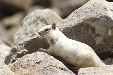 Leucistic California ground squirrel
