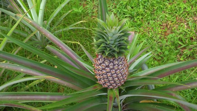 Steadycam shot of pineapple plant with a pinapple fruit on it