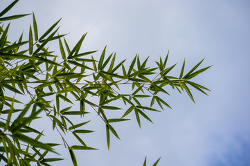 leaves and trunks of young bamboo on a dark background