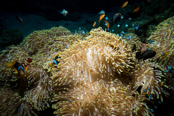 Naklejka na ściany i meble Clownfish living in their sea anemone