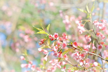 Fototapeta na wymiar Pink Prunus cerasoides flower at Khun Sathan National Park, Nan, Thailand