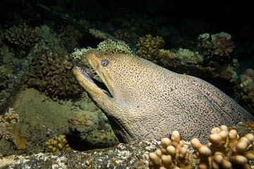 A giant moray eel