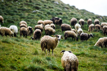 Sheep grazing in meadows in the Durmitor Mountains in Montenegro.