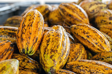 Cocoa beans and cocoa pod on a wooden surface.