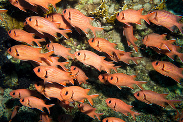 School of red fish