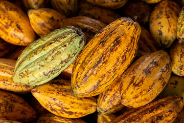 Cocoa beans and cocoa pod on a wooden surface.