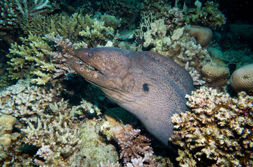 A giant moray eel