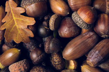 fall autumn acorn background
