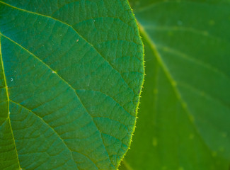 Green kiwi leaves on the vine, close up