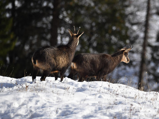 Obraz premium Gämsen im Schnee