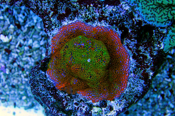 Fototapeta premium Rainbow Montipora sp. krótkie polipy kamienne koralowce akwakultury w akwarium