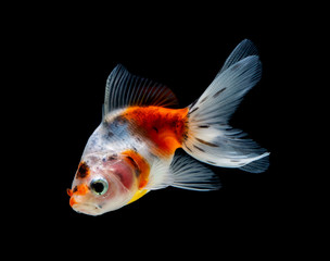 goldfish isolated on a dark black background