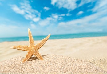 Obraz na płótnie Canvas Close-up sea star on sandy beach at sunny day