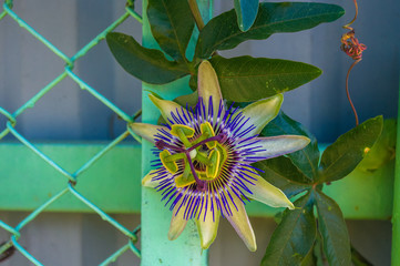 passion flower Passiflora caerulea Passionflower against green garden background