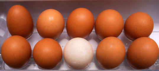  eggs are placed on a fridge rack