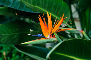 Flower bird of paradise with leaves