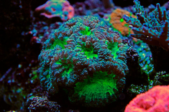 Blastomussa LPS Coral - (Blastomussa wellsi) 