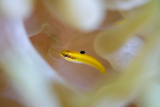 putzerfisch
