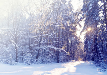 Beautiful winter landscape background with snow covered trees in a cold sunny day.Frosty trees in snowy forest.Soft focus.