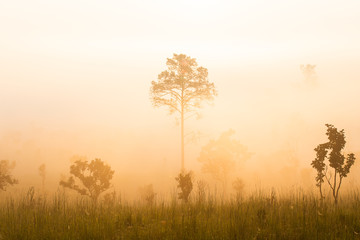 Obraz na płótnie Canvas Sunrise at the mountain view Pinus mugo - It is also known as creeping pine