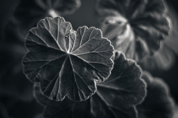 Lovely green Pelargonium Geranium leaves, close up