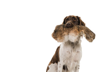 Close up portrait of a two year old female small munsterlander dog ( heidewachtel ) sitting with a hunting dummy in her mouth isolated on white background
