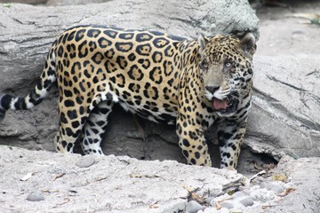 leopardo