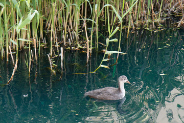 Duckling by the Reeds, Surrey Quays, London, UK