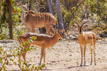 Two male black-faced impala (Aepyceros melampus petersi) looking with a kudu, Ongava Private Game Reserve ( neighbour of Etosha), Namibia.