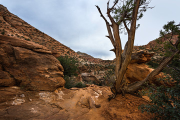 Obraz premium Zion National Park