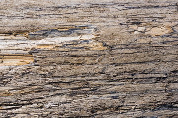 Texture of old driftwood, washed up by the sea