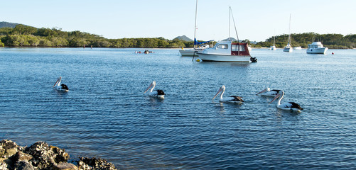 Obraz premium Pelicans and boats on Myall Lake in Australia.