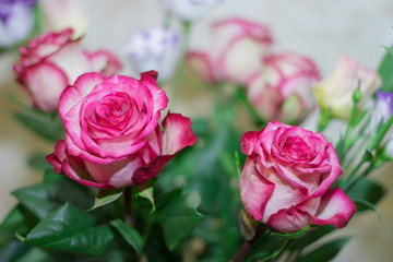 Pink and white blooming roses gifrt with love