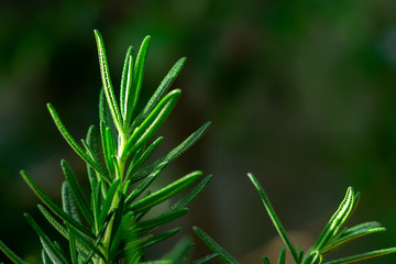 Fresh Rosemary Herb grow outdoor. Rosemary leaves Close-up.