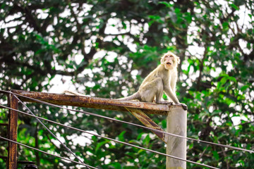 Jungle monkeys are climbing electric poles to look for lace and fruit falling on floor