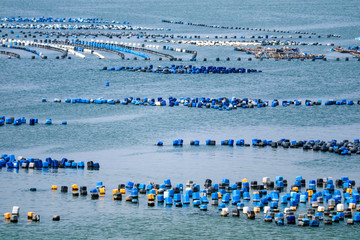 Oyster farm is made of plastic bucket with the rope under the sea